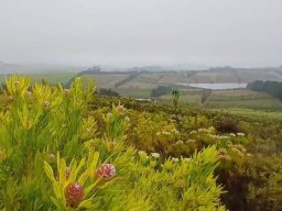 Fynbos for the future